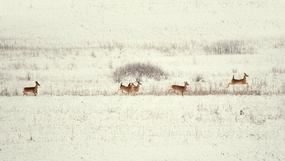 Santa Claus's reindeer Poster och Canvastavla