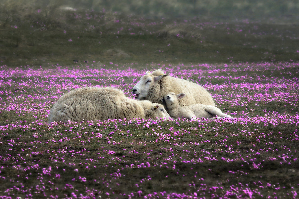 Dreaming in Pink Poster och Canvastavla