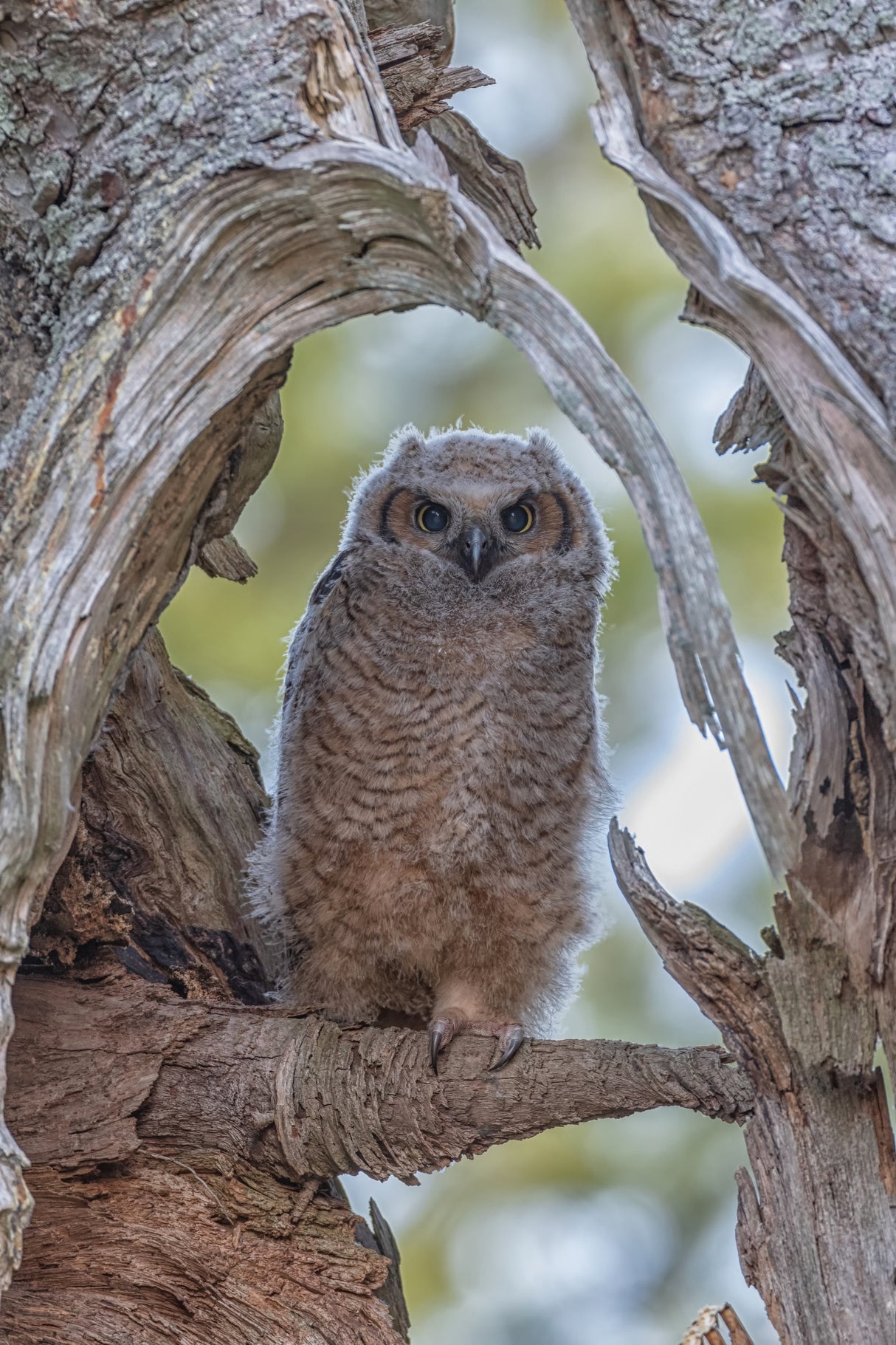 Great Horned Owl I Poster och Canvastavla
