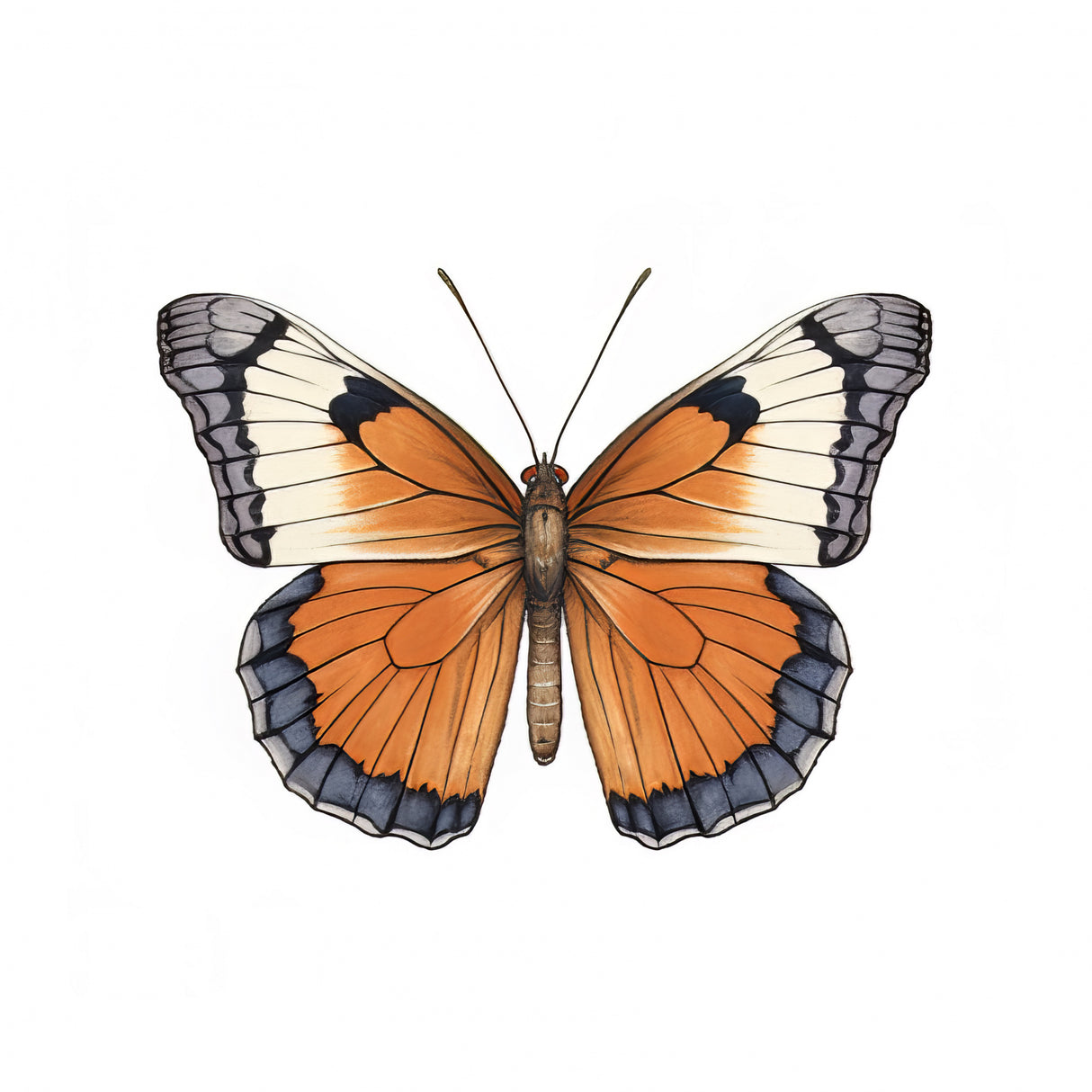 Butterfly 42 Poster och Canvastavla