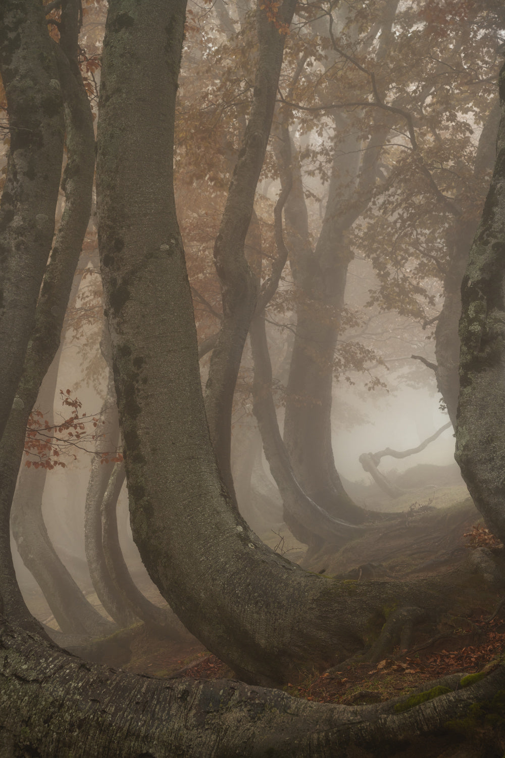 twisted beeches Poster och Canvastavla