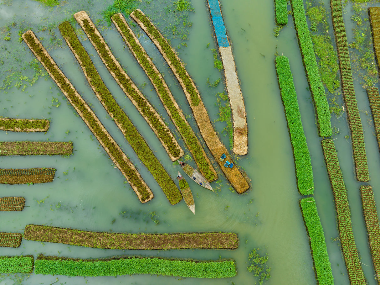 Floating Vegetable seedlings Poster och Canvastavla