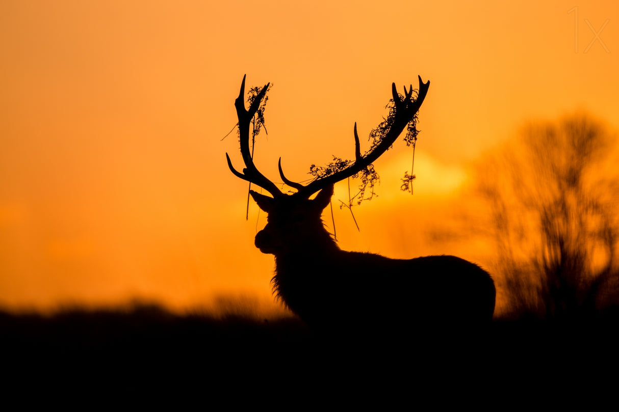 Red Deer Stag Silhouette Poster och Canvastavla