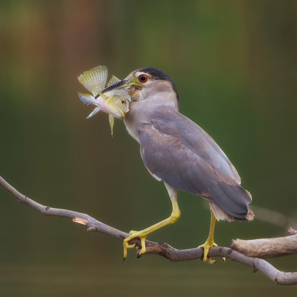 Night heron Poster och Canvastavla