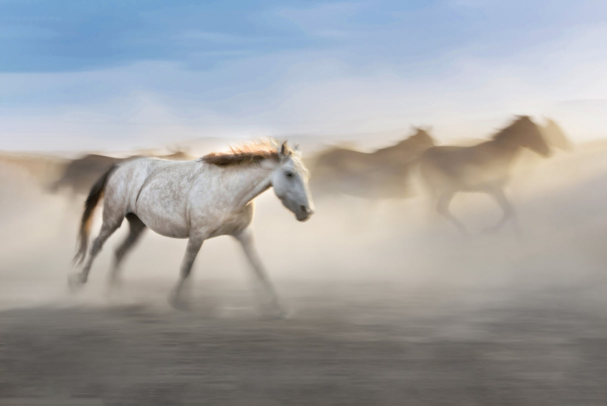 white horse Poster och Canvastavla