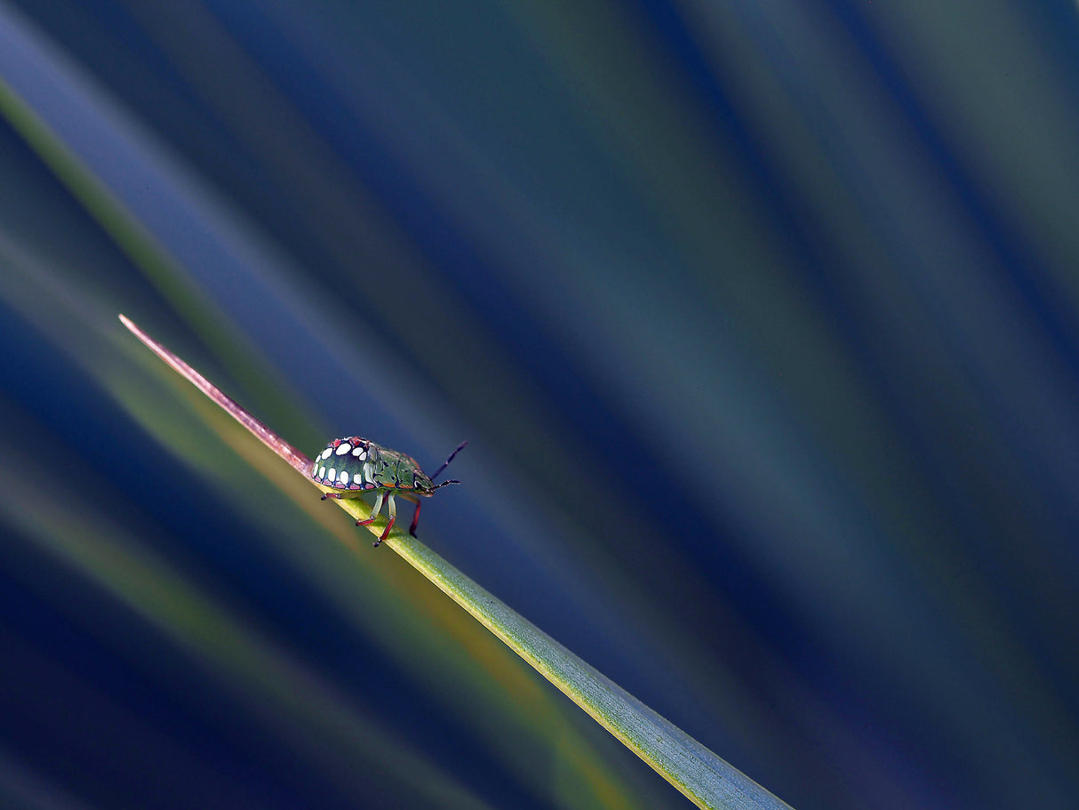 In the blue of the night... Poster och Canvastavla