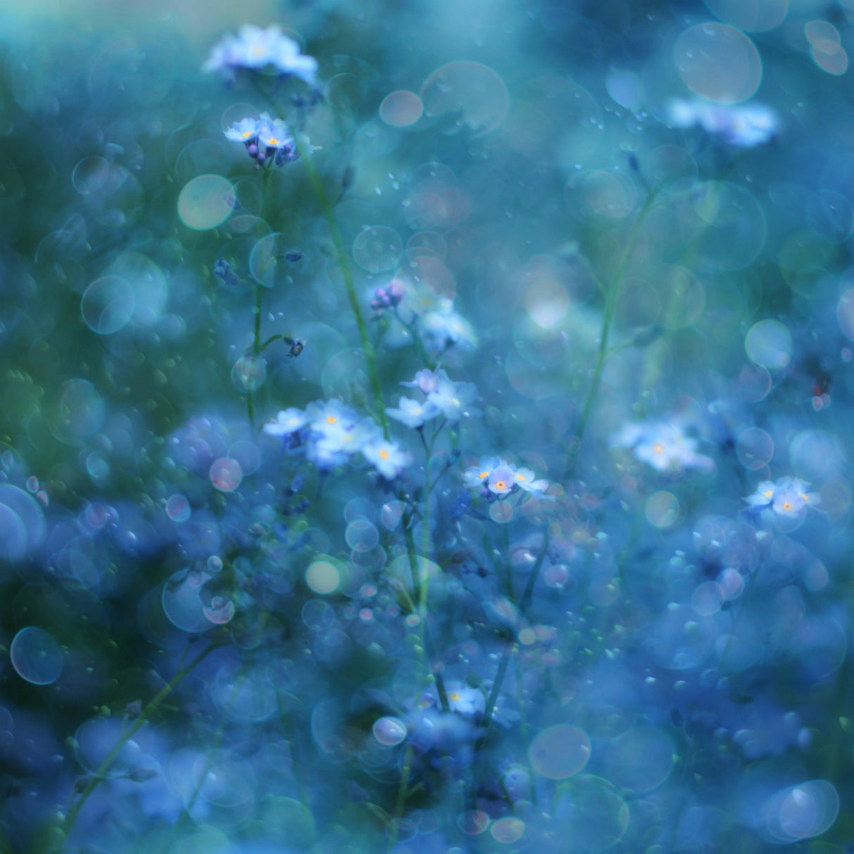 Blue Serenity Poster och Canvastavla