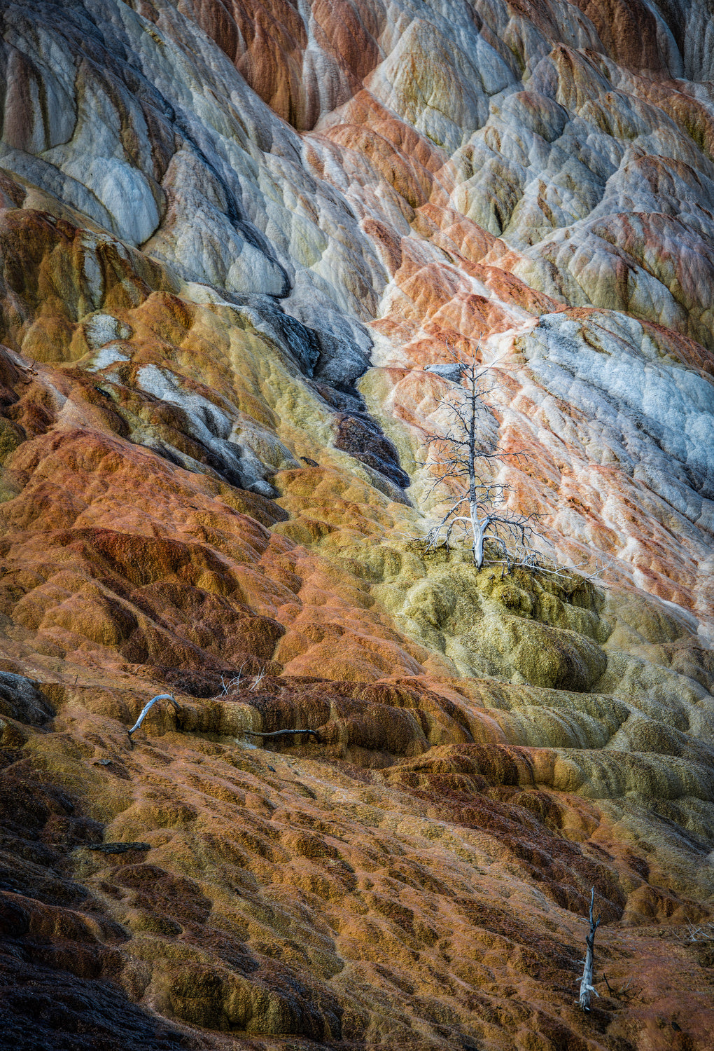 Colours of Yellowstone Poster och Canvastavla