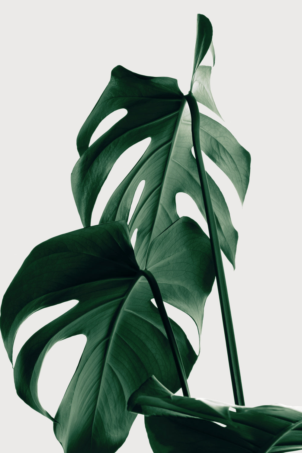 Monstera Natural 26 Poster och Canvastavla