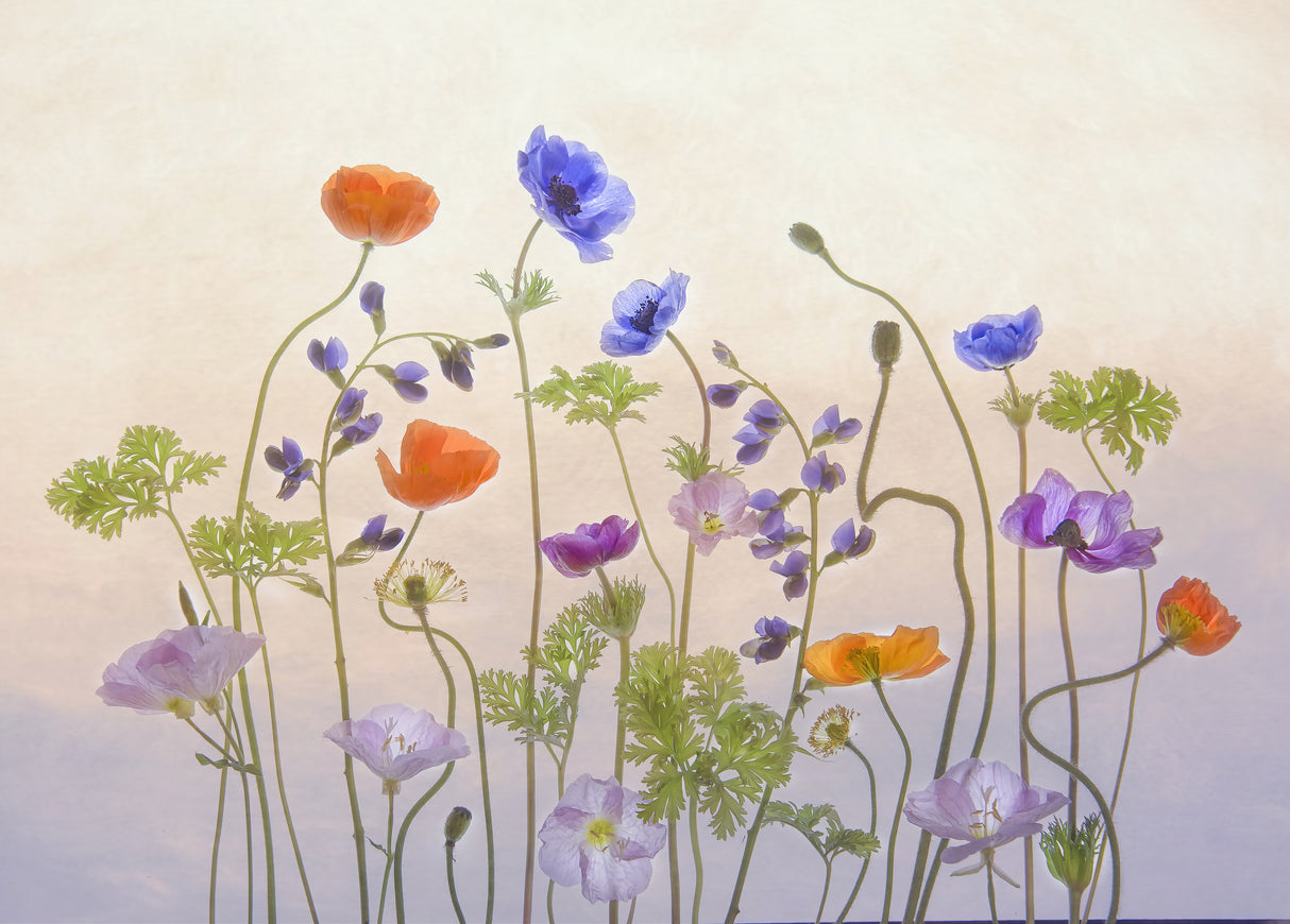 Poppy & Anemone Poster och Canvastavla