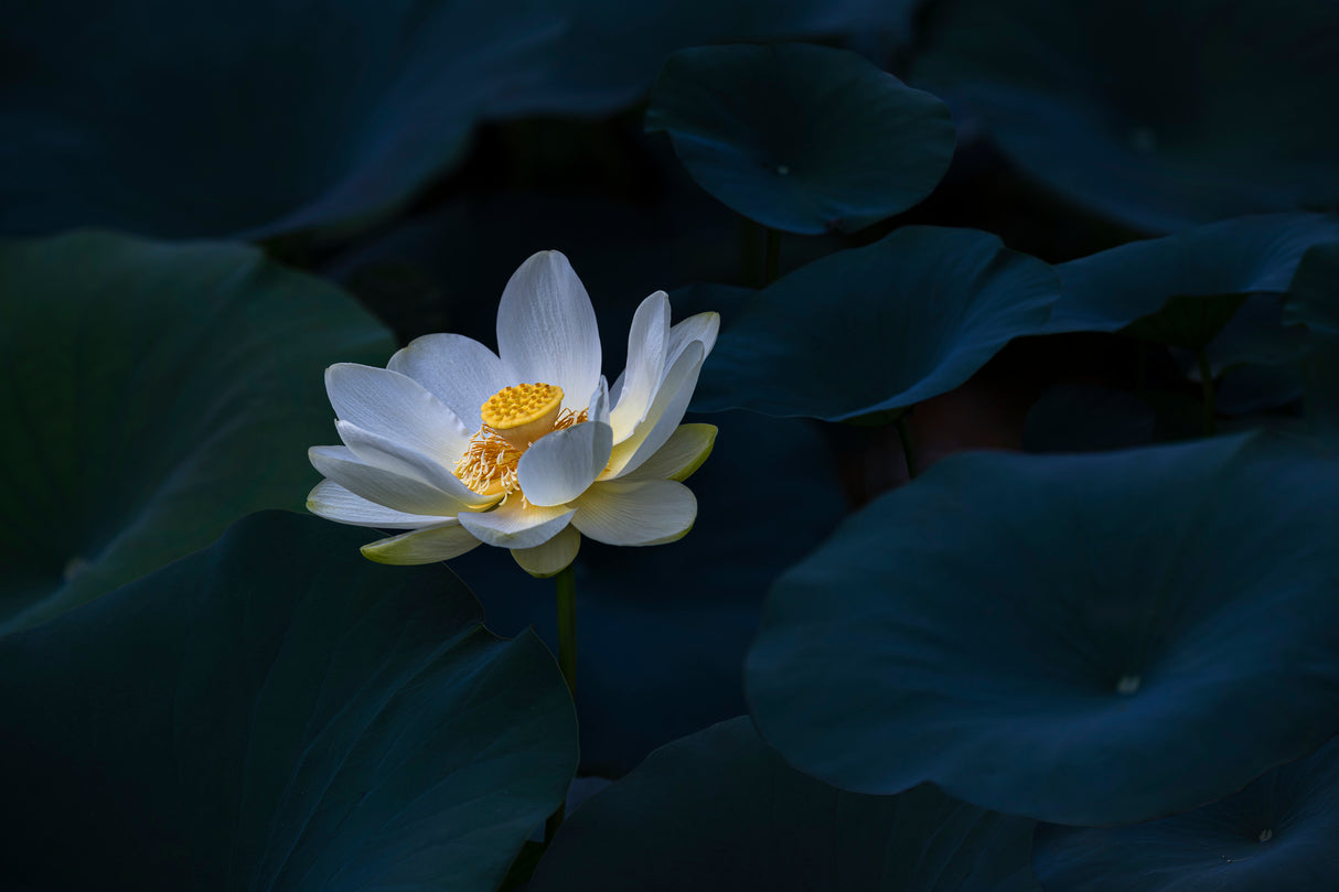 Yellow Lotus Poster och Canvastavla