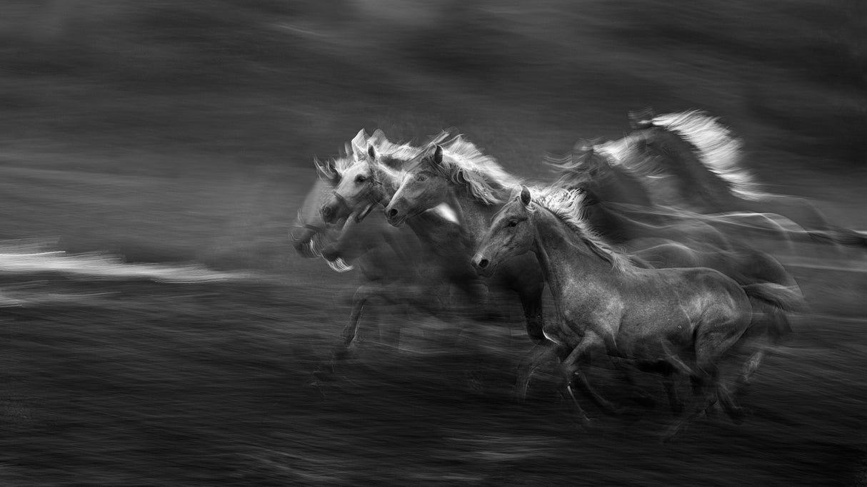 Horses in the gallop Poster och Canvastavla