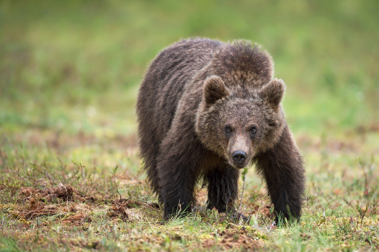Big bear Poster och Canvastavla