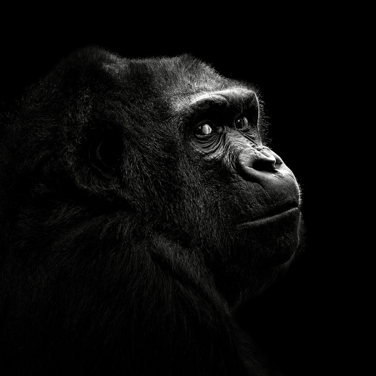 Gorilla Poster och Canvastavla