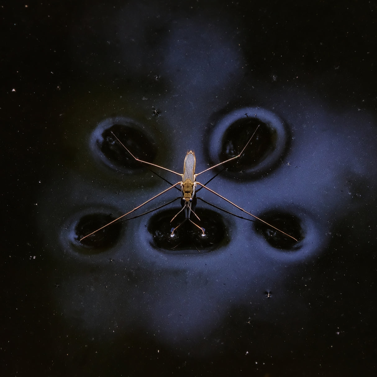 insect Poster och Canvastavla