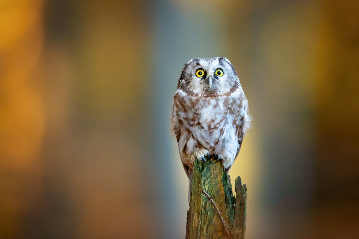 Boreal owl Poster och Canvastavla