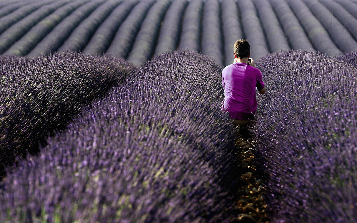 World of purple Poster och Canvastavla