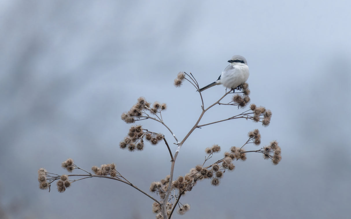 Great grey shrike Poster och Canvastavla