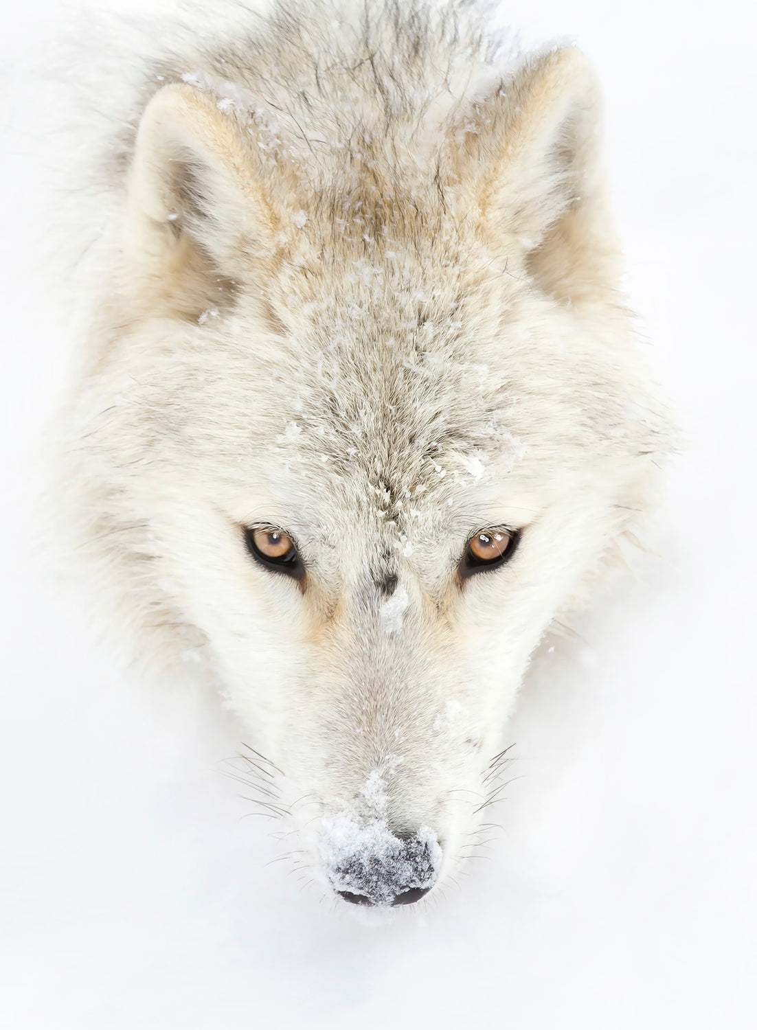 Arctic Wolf Closeup Poster och Canvastavla