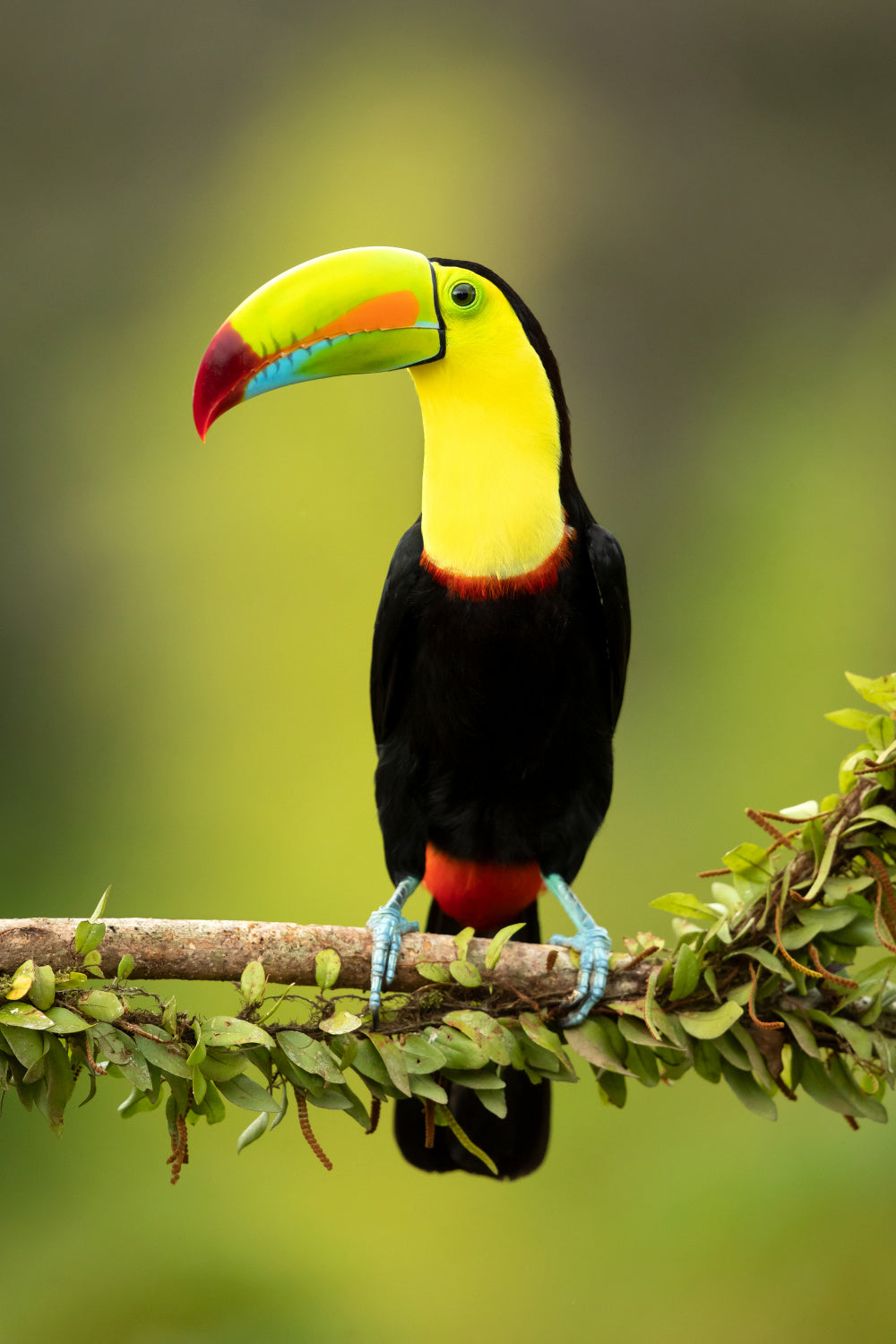 Keel-billed toucan Poster och Canvastavla