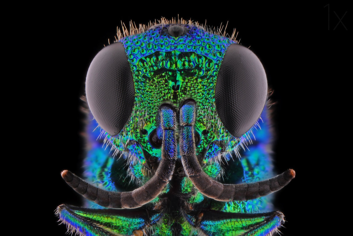 Cuckoo Wasp Poster och Canvastavla