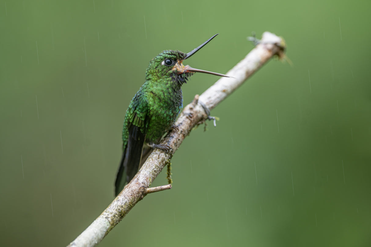 Green_Crowned Brilliant Hummingbird Poster och Canvastavla