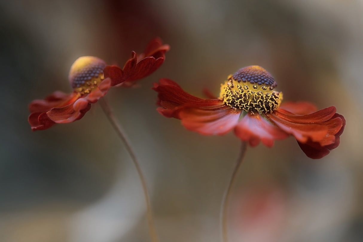 Helenium dance Poster och Canvastavla