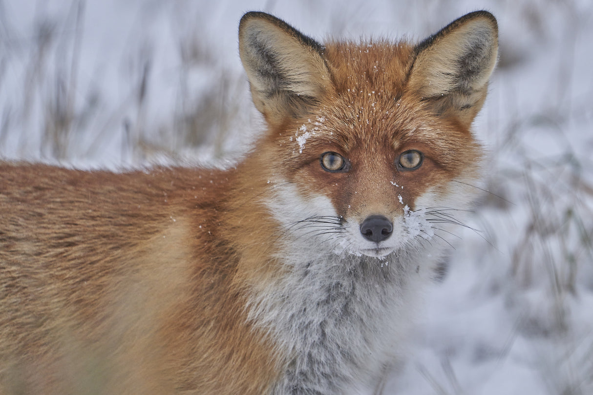 Red Fox. Poster och Canvastavla