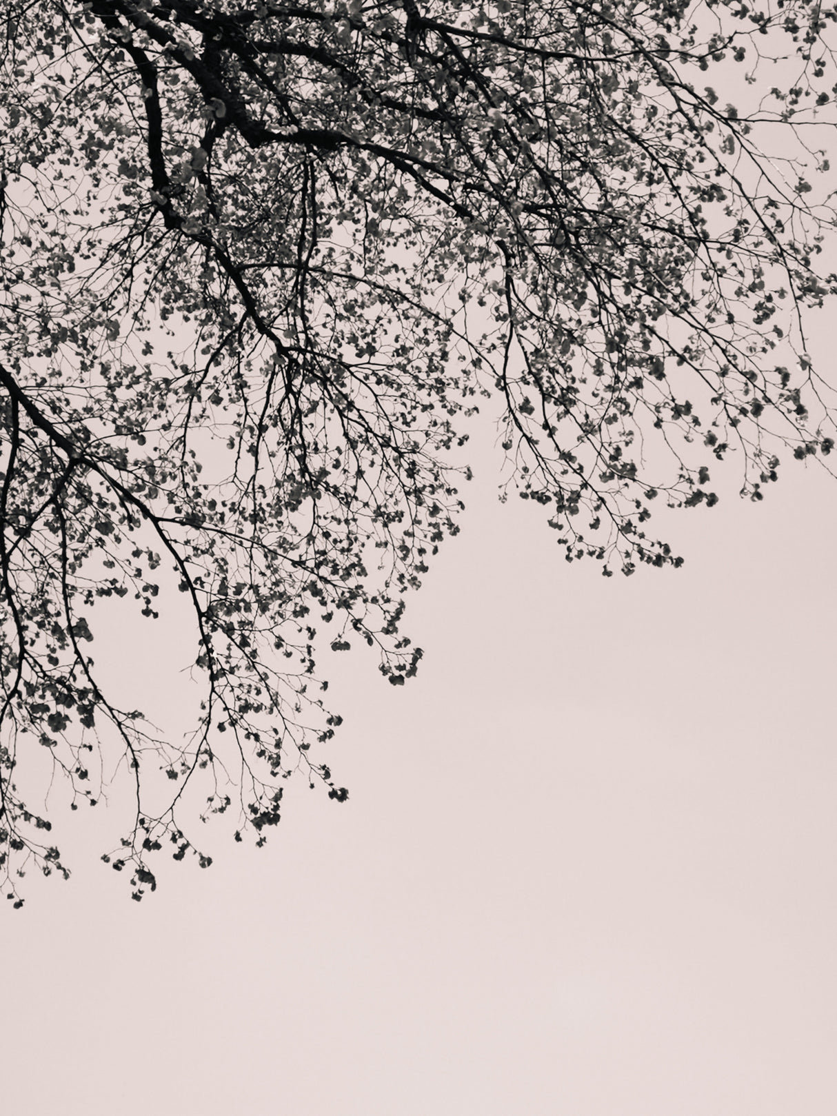 Branches against the sky Poster och Canvastavla