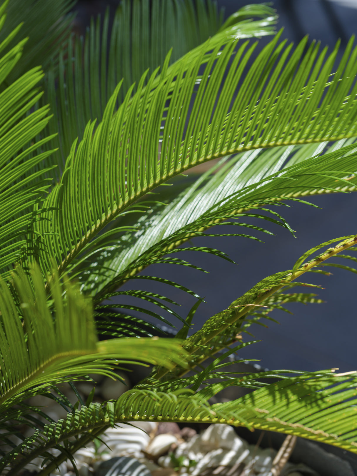 palm leaf Poster och Canvastavla