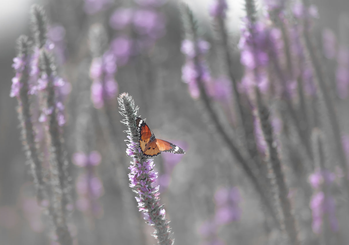 Butterfly in the morning light Poster och Canvastavla