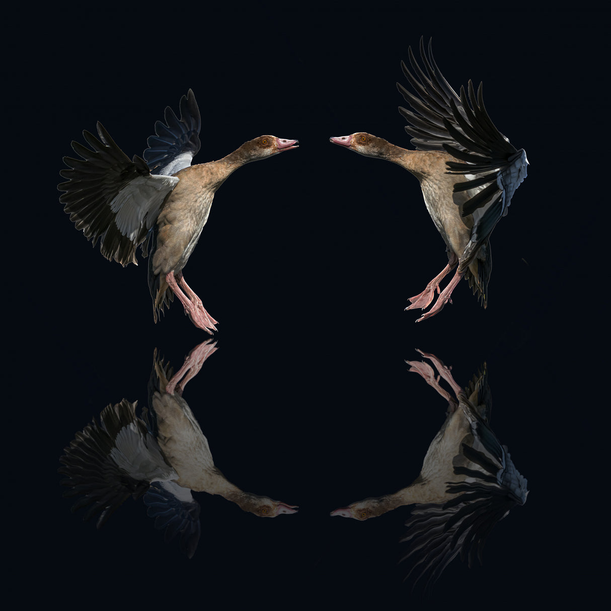 Egyptian geese Poster och Canvastavla