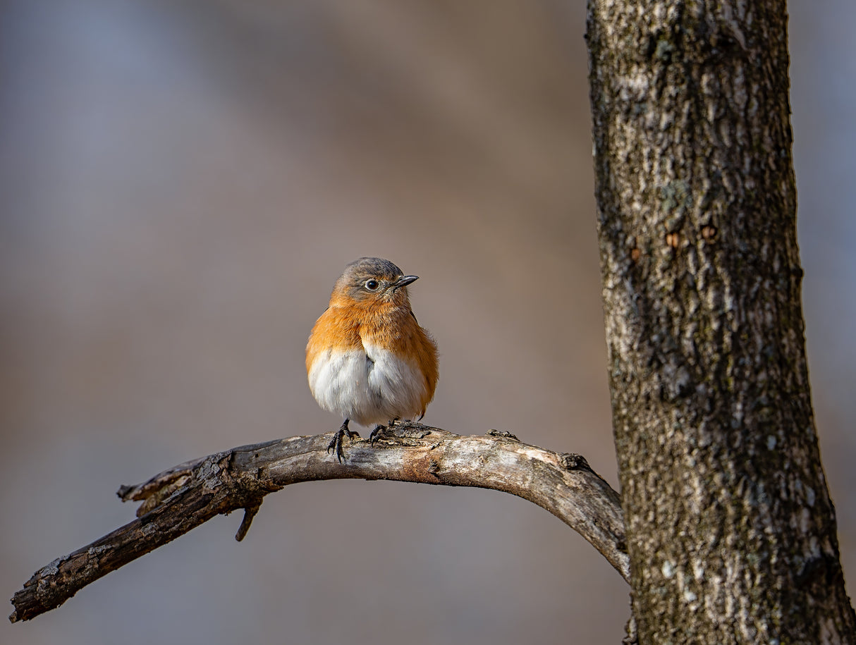 Eastern bluebird Poster och Canvastavla