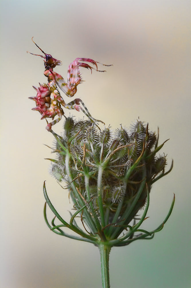 Flower Mantis Poster och Canvastavla