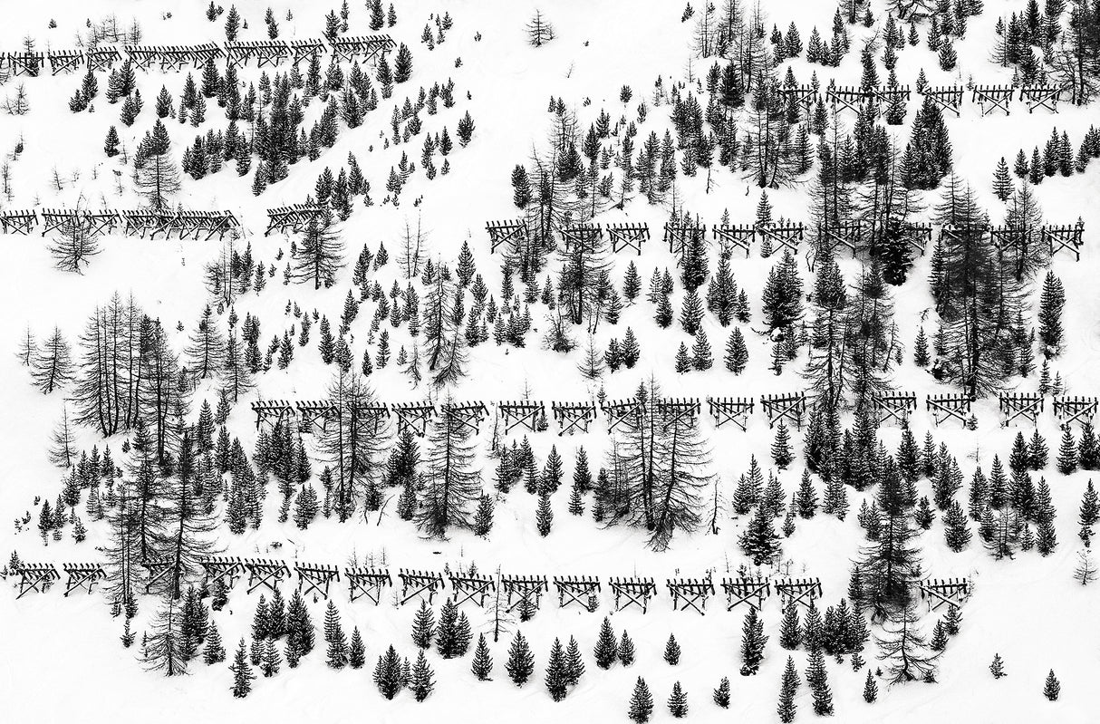 trees and fences Poster och Canvastavla