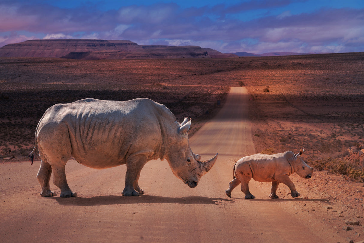 RhinosCrossing Poster och Canvastavla