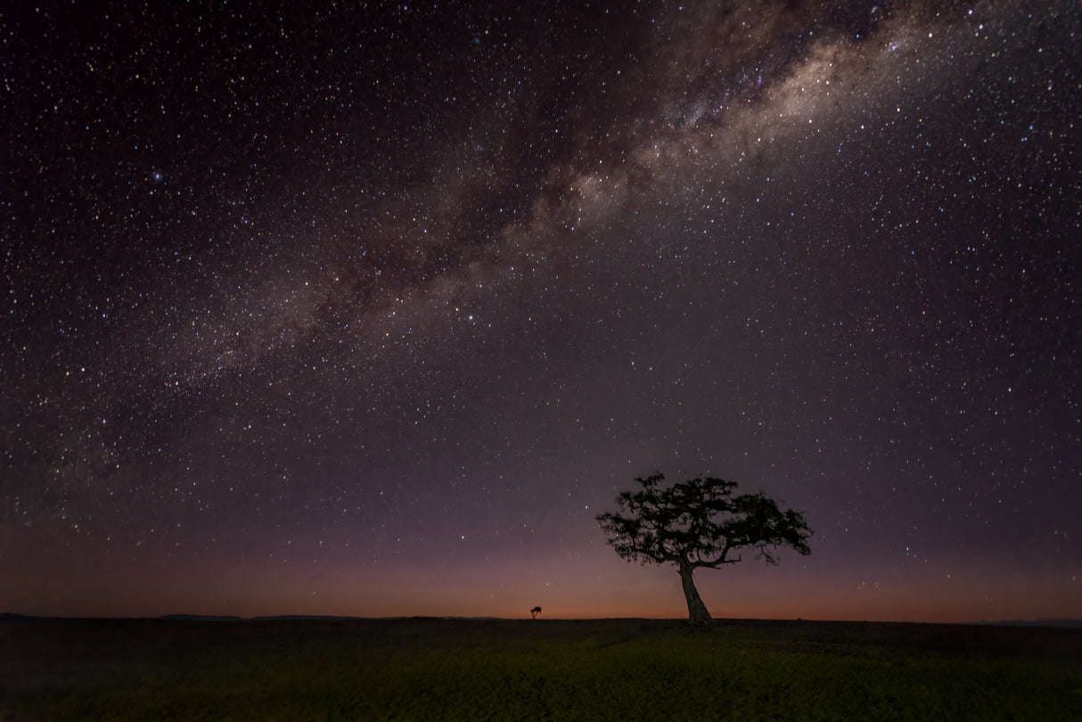 The Night of Maasai Mara Poster och Canvastavla