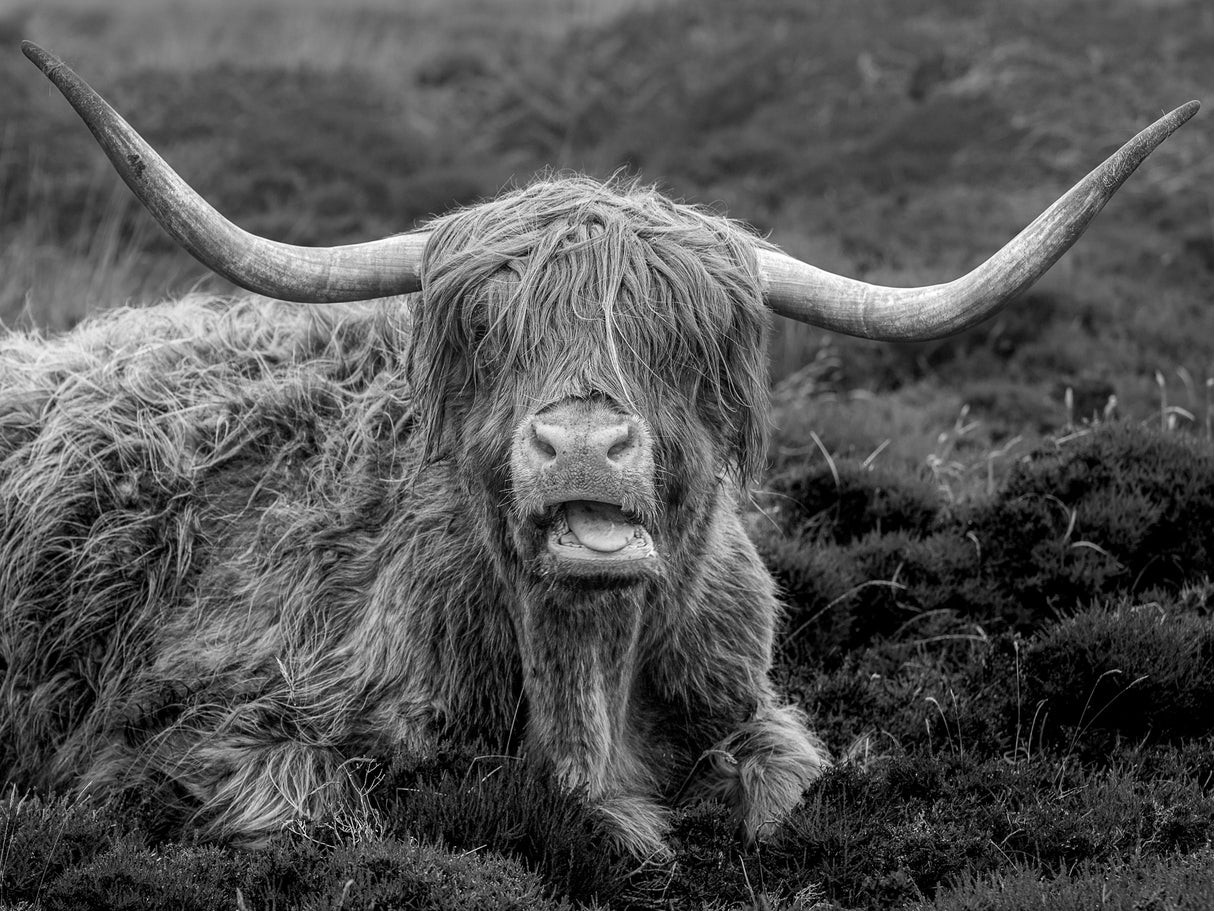 Lundy Cow Poster och Canvastavla