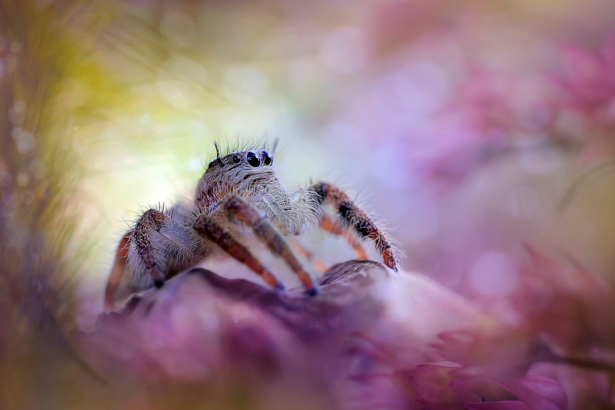Spider On Pouring Colors Poster och Canvastavla