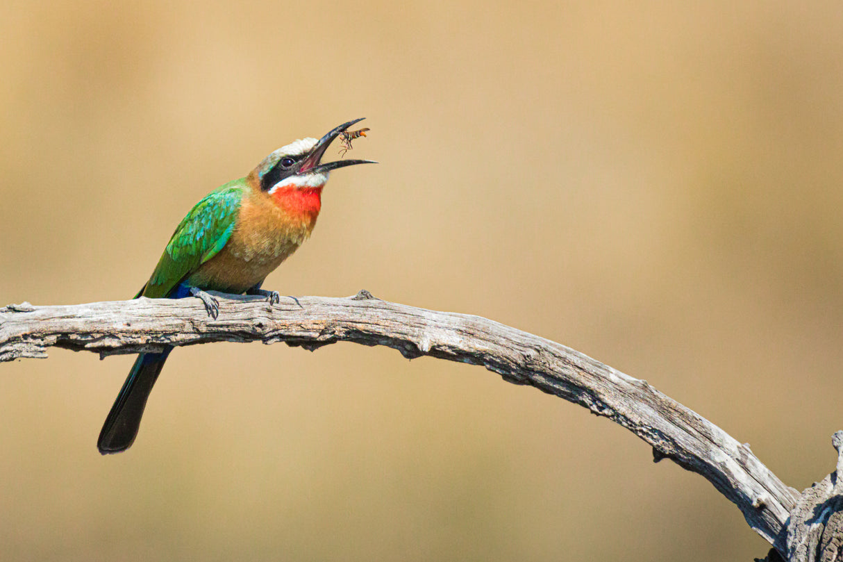 Bee eater, eating a bee Poster och Canvastavla