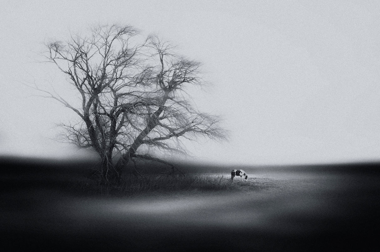 Wind-Tree-Horse Poster och Canvastavla