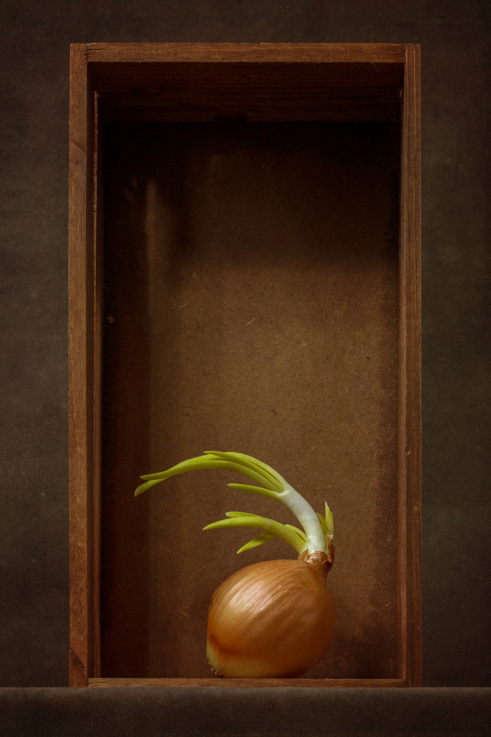 Onion Poster och Canvastavla