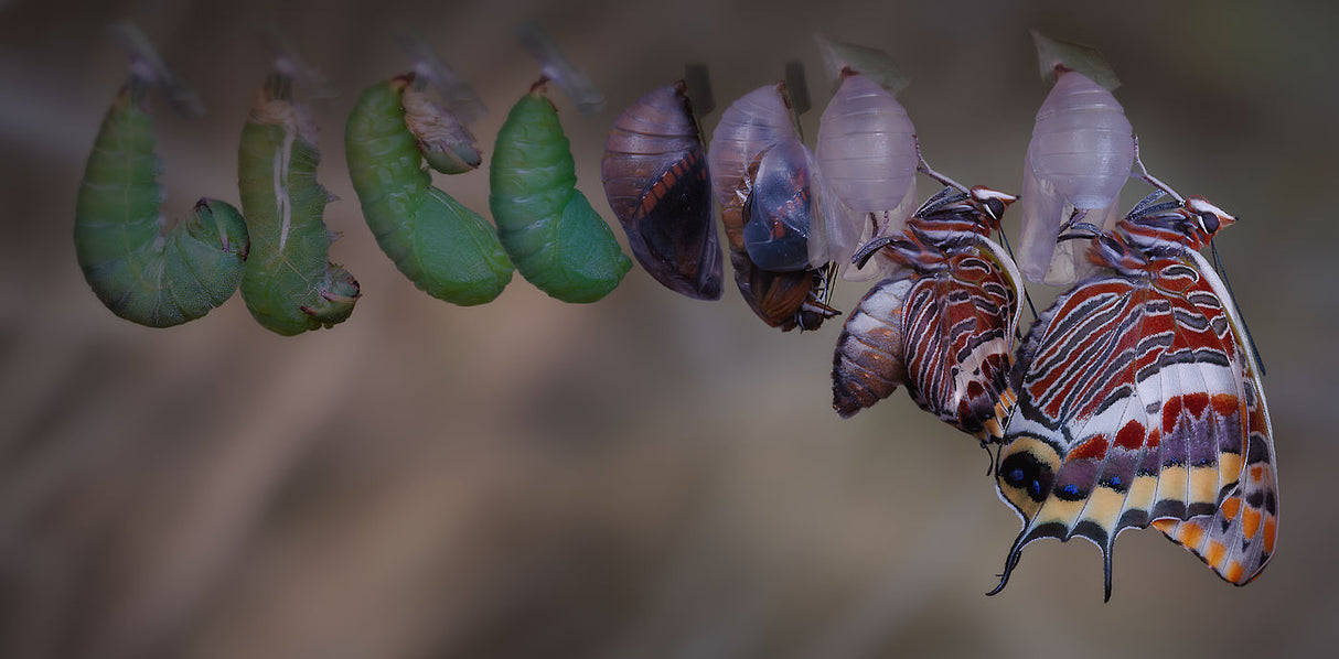 Metamorphosis Poster och Canvastavla