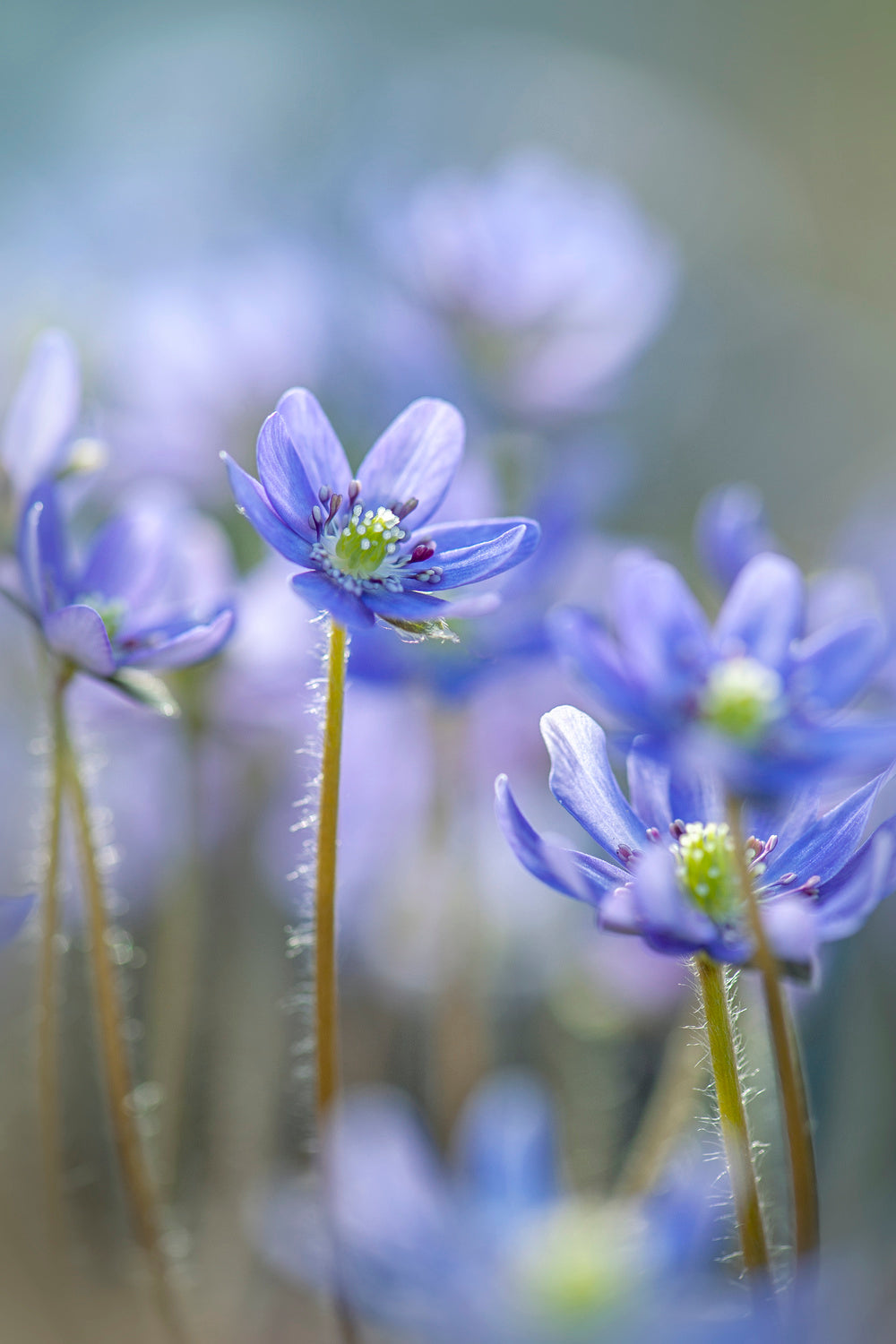 Hepatica Poster och Canvastavla