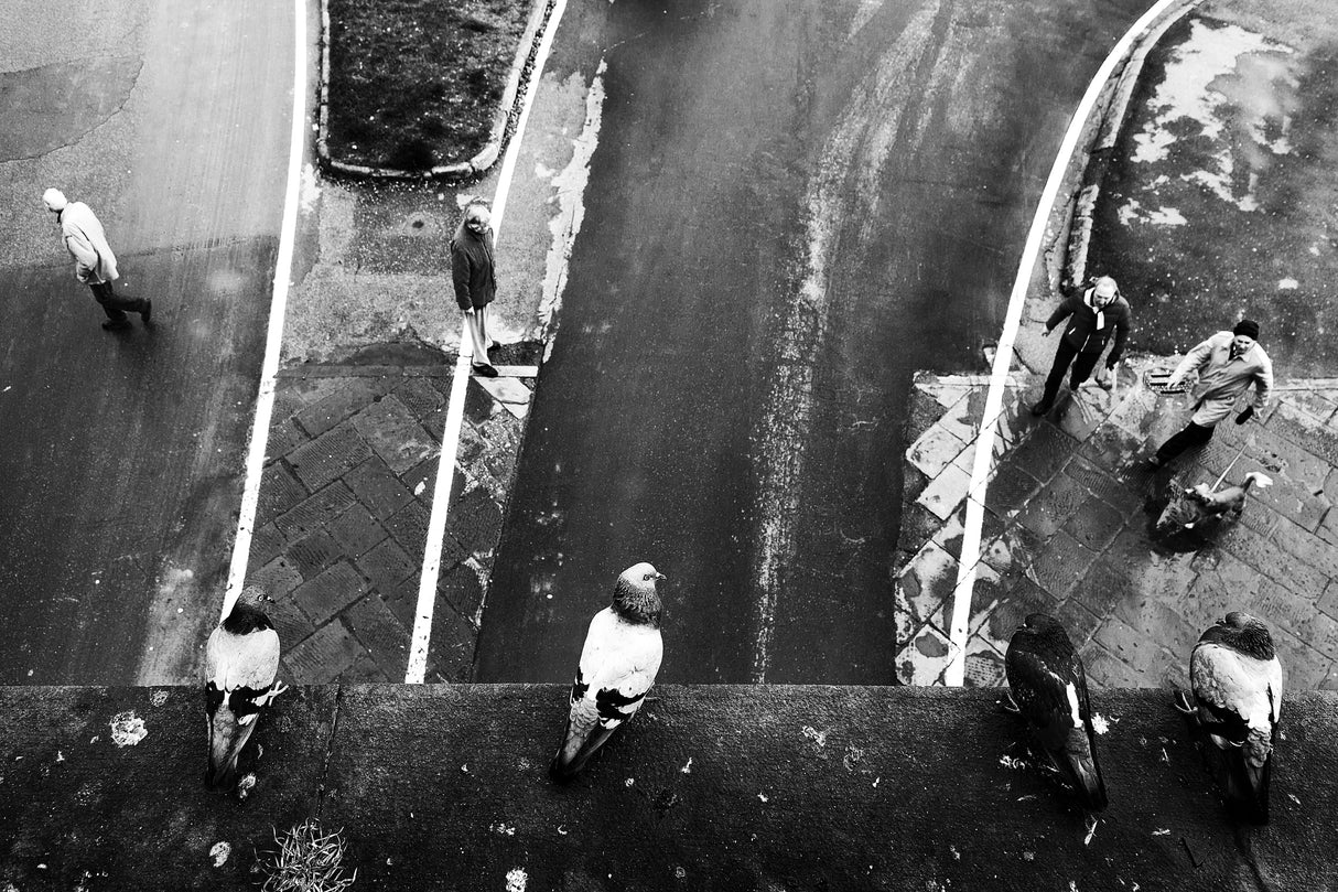 four pigeons, four men and a dog Poster och Canvastavla