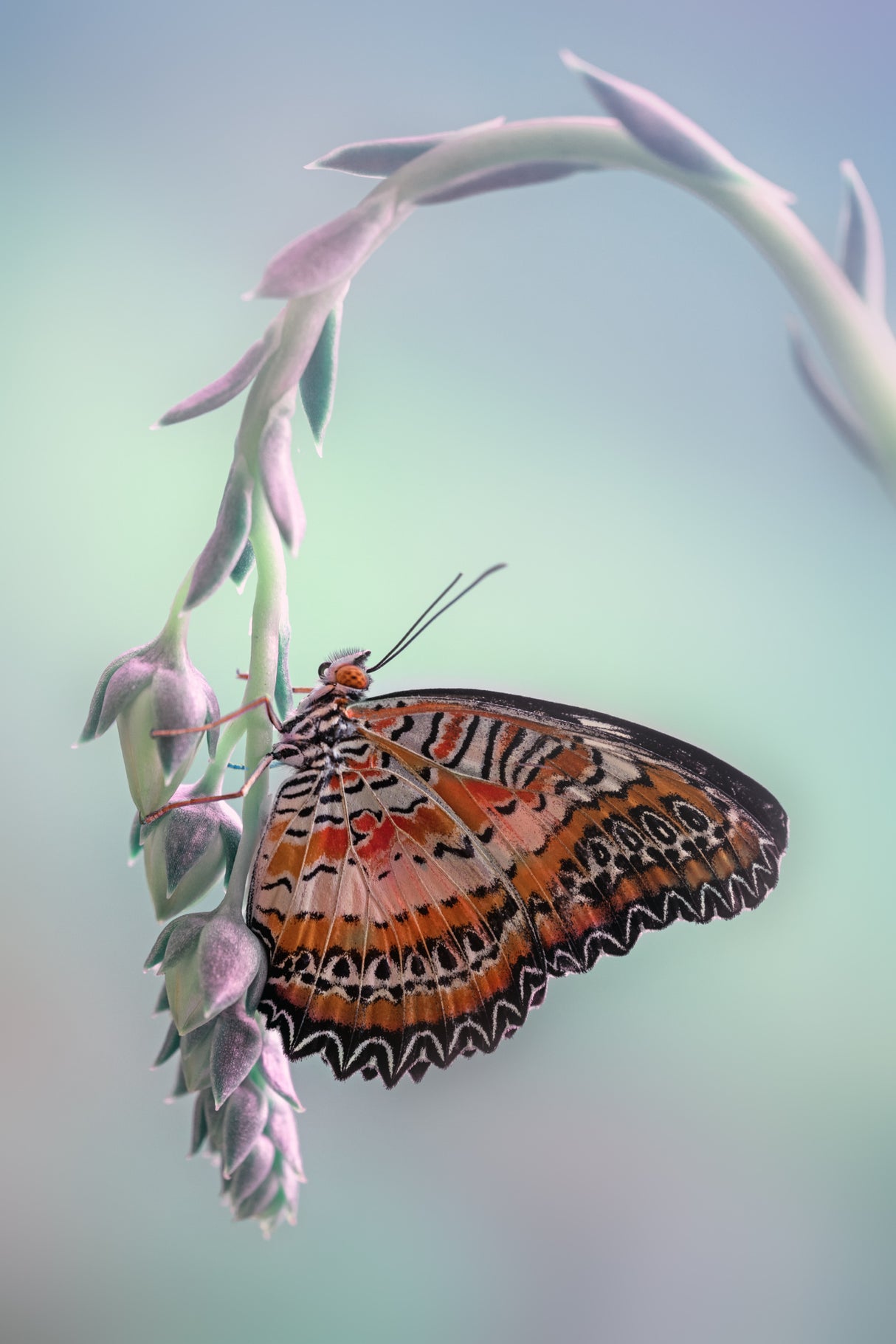 Red Lacewing Poster och Canvastavla