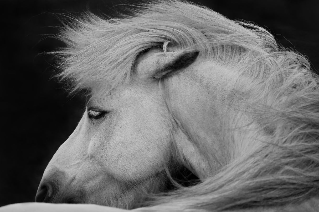 Listen to the Wind Poster och Canvastavla