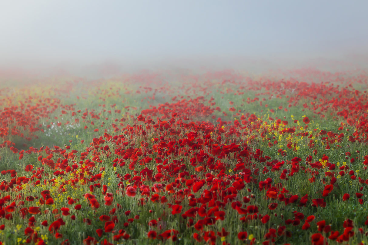 Poppies in the fog Poster och Canvastavla