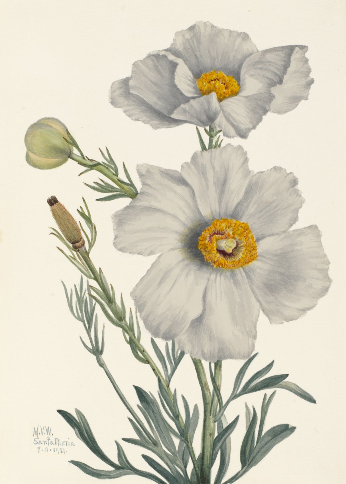 Matilija Poppy Poster och Canvastavla