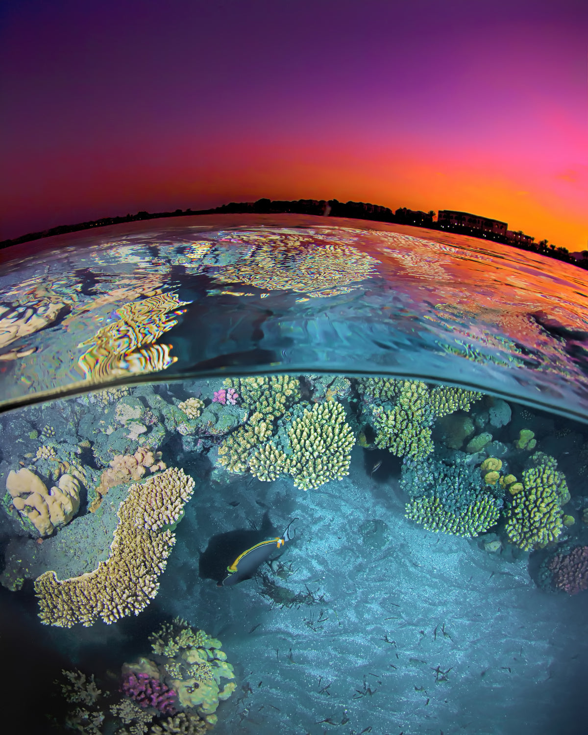 Dusk at the Red Sea Reef Poster och Canvastavla